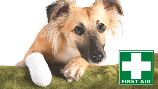 27.08.2026 Abend: Erste Hilfe am Hund