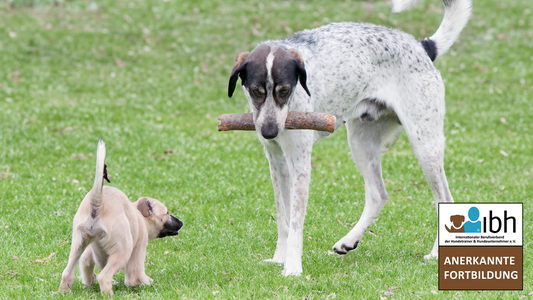 26.08.2026 Abend: Körpersprache & Verhalten des Hundes