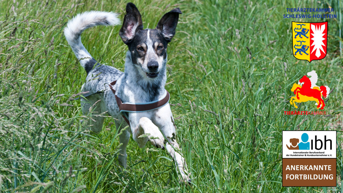 ab 14.03.2026 TRILOGIE: Jagdlich motivierte Hunde an Wild kontrollieren