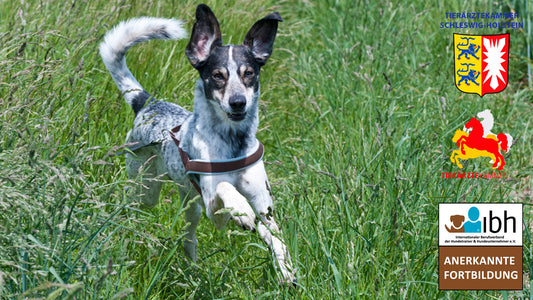 ab 14.03.2026 TRILOGIE: Jagdlich motivierte Hunde an Wild kontrollieren