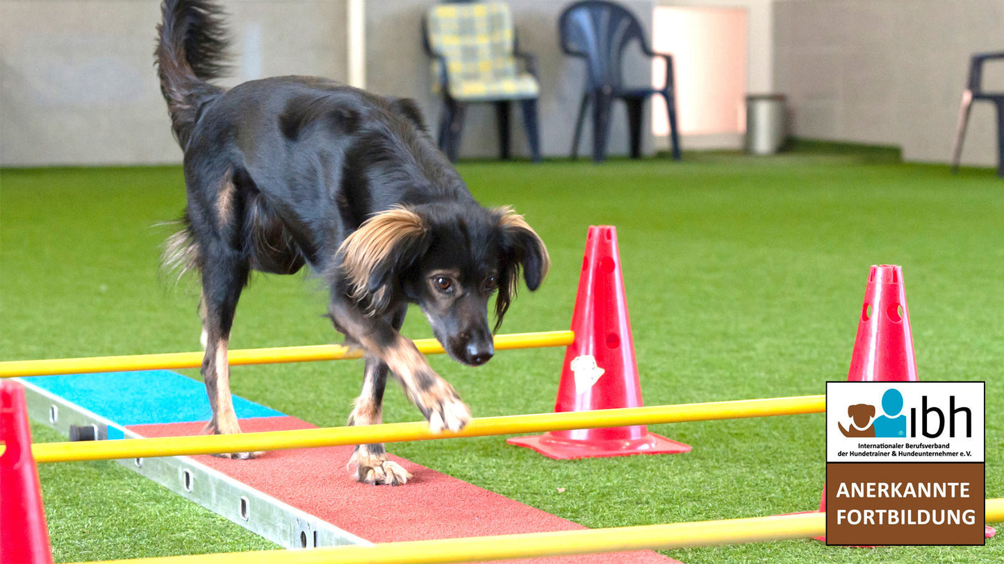 28.+29.03.2026 - Cavaletti-Training für Hunde