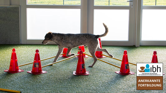22.11.2026 Cavaletti-Training für Wiederholungstäter