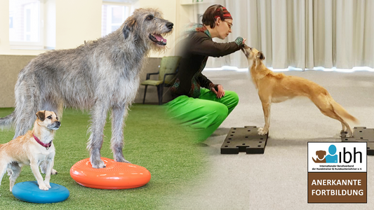 21.11.2026 Fitnesstraining für Wiederholungstäter