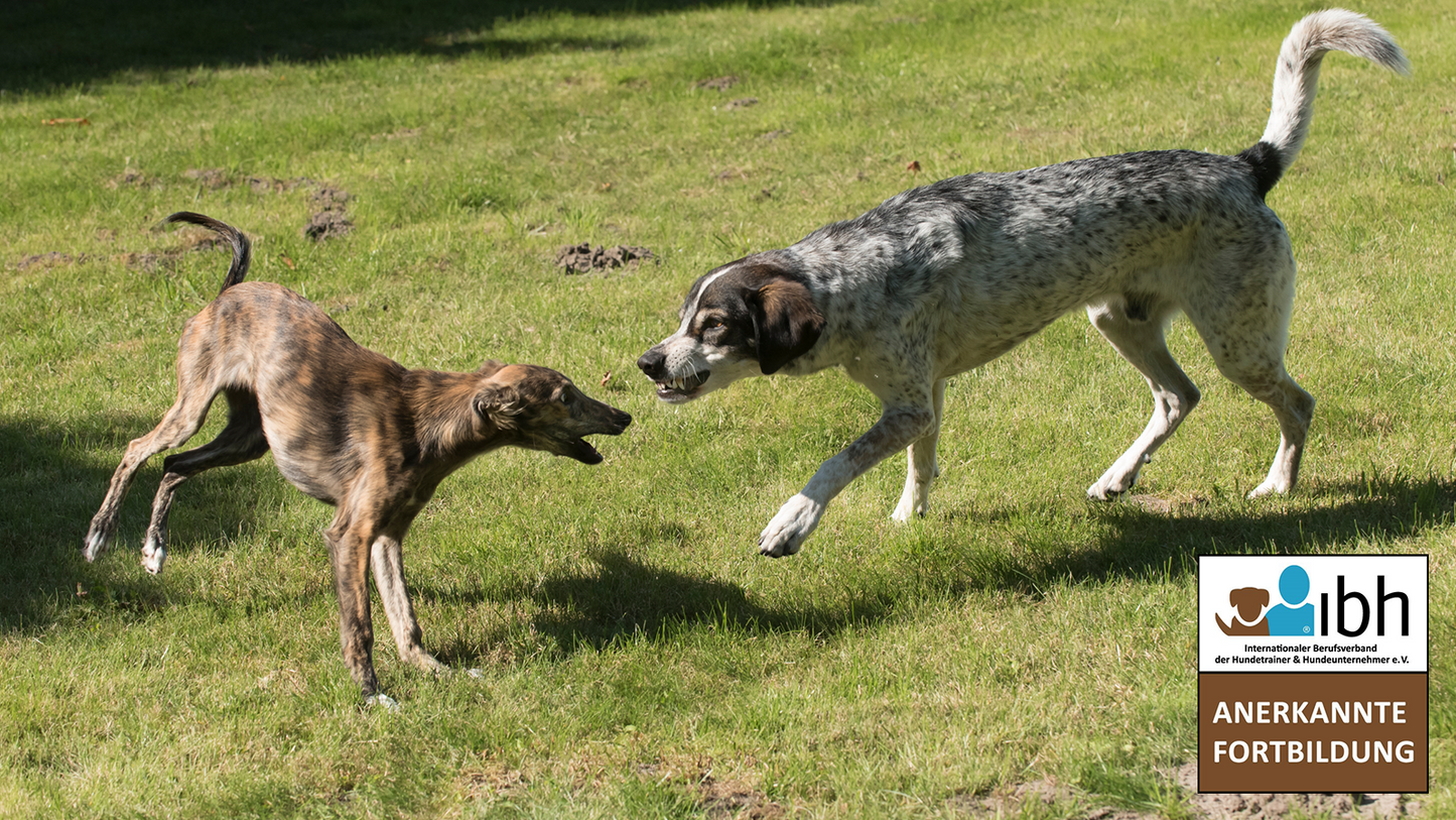 05.+06.09.2026 Hundeverhalten - Beobachten, Analysieren, Interpretieren