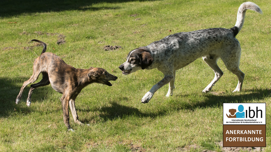 05.+06.09.2026 Hundeverhalten - Beobachten, Analysieren, Interpretieren