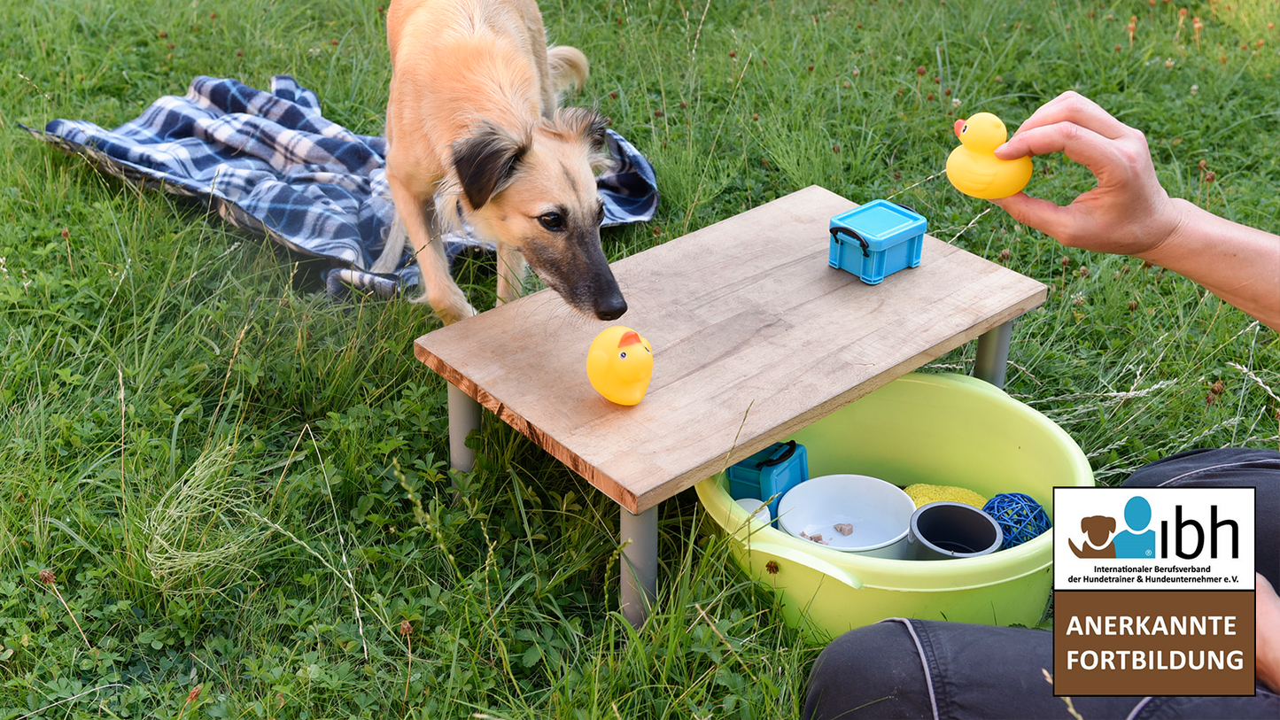 24.+25.01.2026 Konzeptlernen für Hunde
