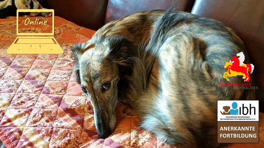 !NEUER TERMIN! 24.11.2025 Webinar: Ewiger Pessimist?! - Kann ein Hund optimistischer werden?