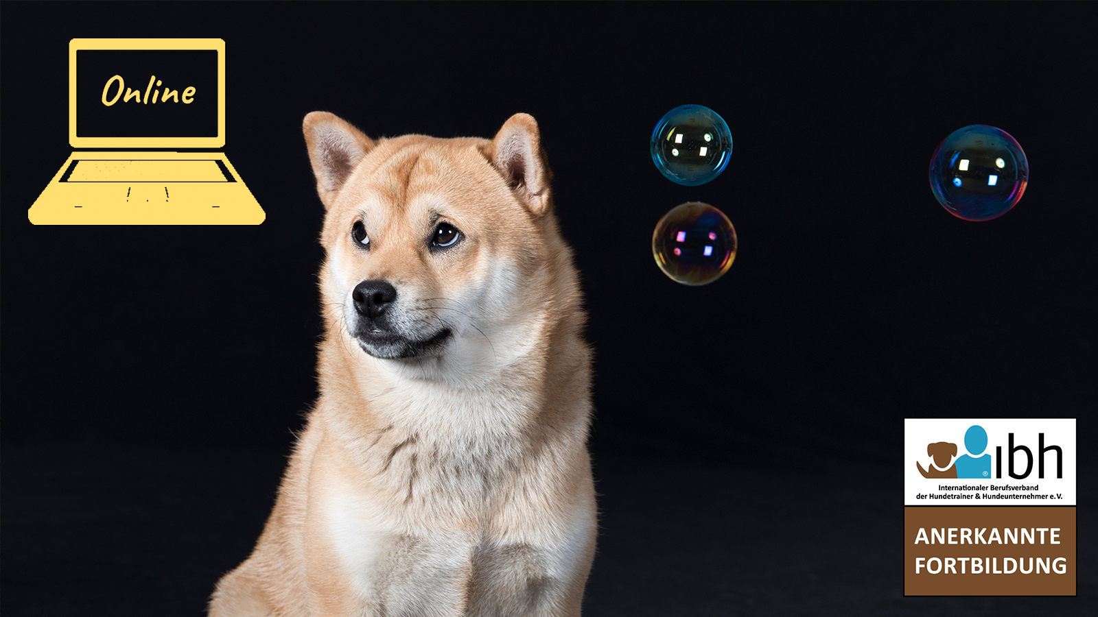 14.+28.01.2026 Webinar: Canine Reset - Neustart für Hunde