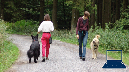 Follow-Lead-Follow: Techniken für Training und Therapie von Hunden