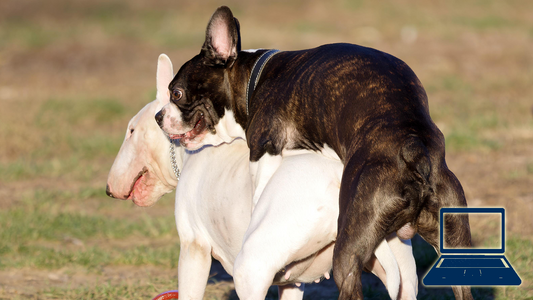 Kastration beim Hund - Sinn oder Unsinn?