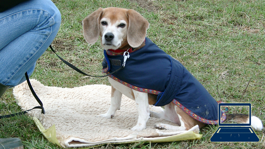 Nutzen von Sicherheitssignalen bei Angsthunden