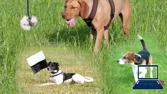 Die große Welt der Targets im Hundetraining