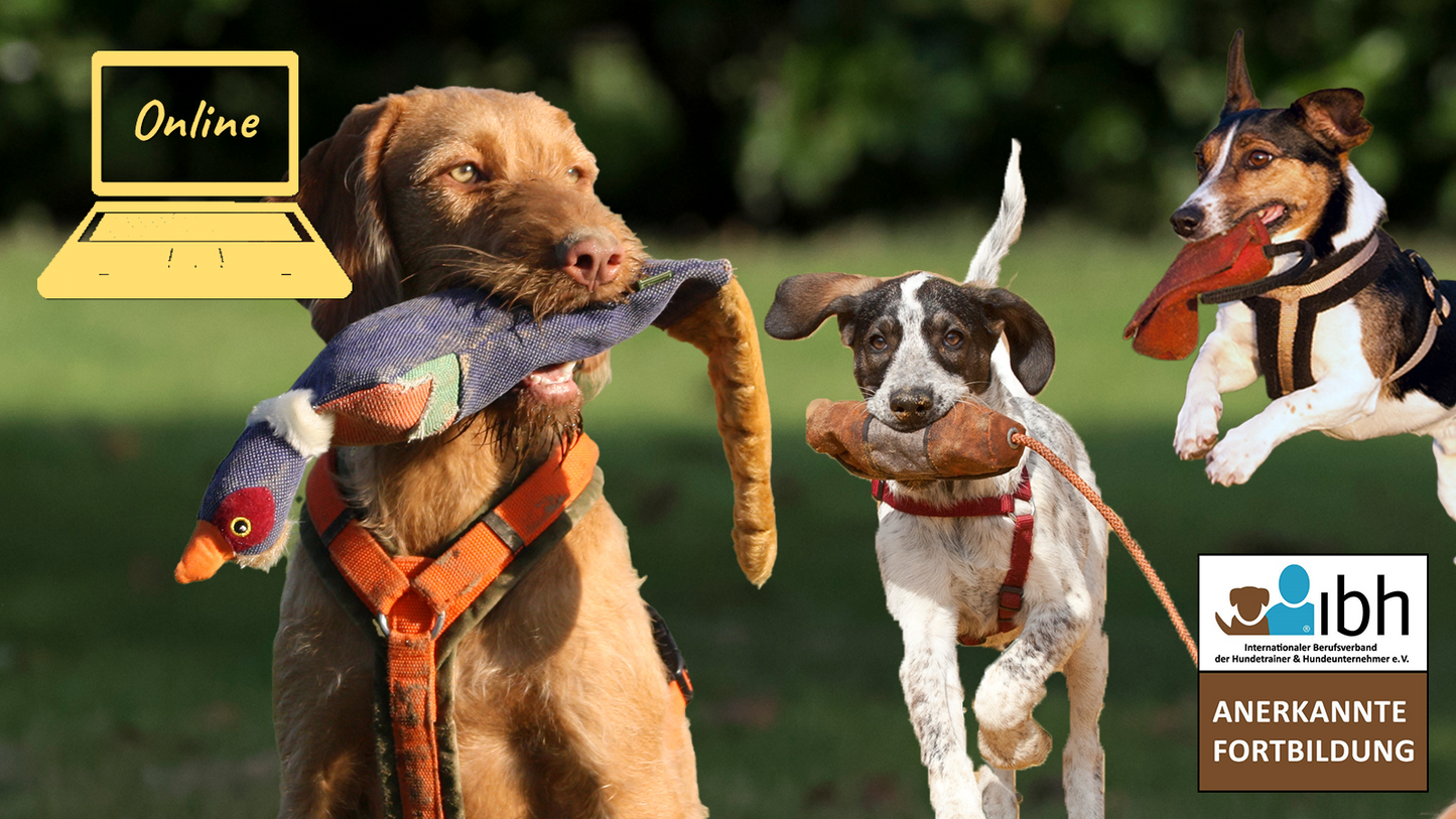 27.05.2026 Online: Dummyarbeit für alle Sinne & Talente