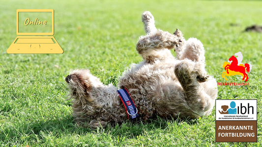 19.02.2026 Webinar: Resilienz bei Hunden