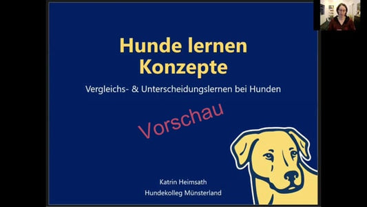 Hunde lernen Konzepte: Vergleichs- & Unterscheidungslernen bei Hunden