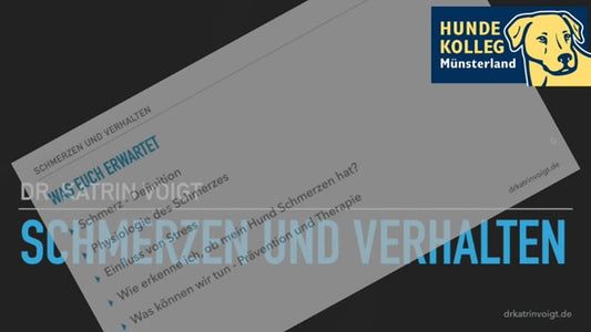 Schmerzen & Verhalten beim Hund