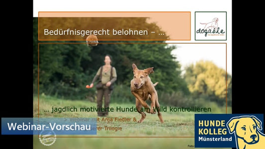 Jagdlich motivierte Hunde an Wild kontrollieren: Trainingselement "Bedürfnisgerecht belohnen"