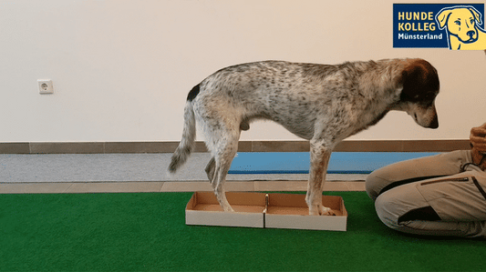 Dog-in-the-box: 4 Pfoten im Karton