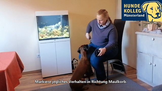 Maulkorb-Training Teil 1