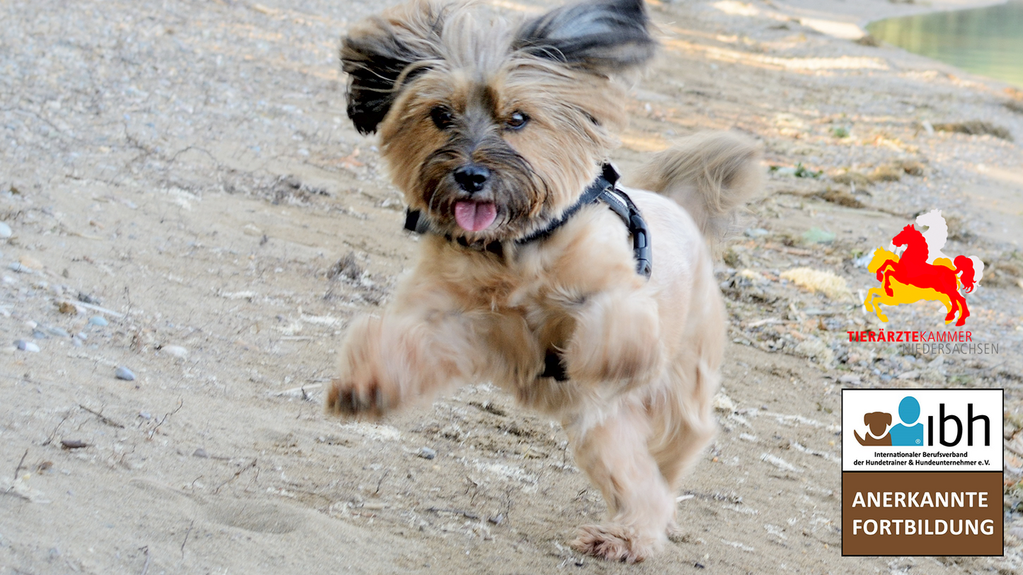 27.+28.06.2026 DUAL: Hibbelhunde - der Umgang mit leicht erregbaren Hunden