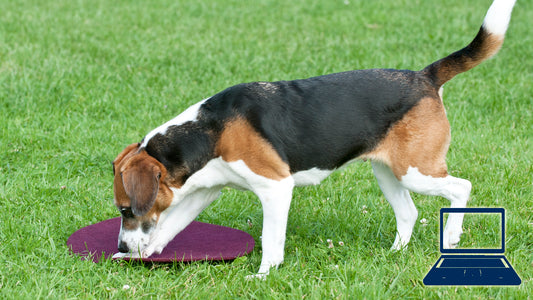 Bodentarget - der Aufbau