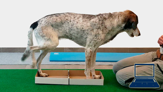 Dog-in-the-box: 4 Pfoten im Karton