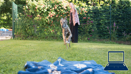 Bodentarget - Schicken & Aufbau einer Wartedecke