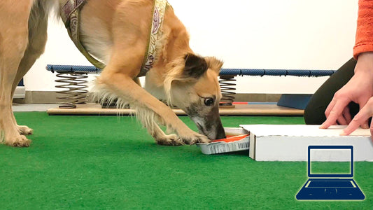 Tricktraining: Keks-Schublade öffne Dich!