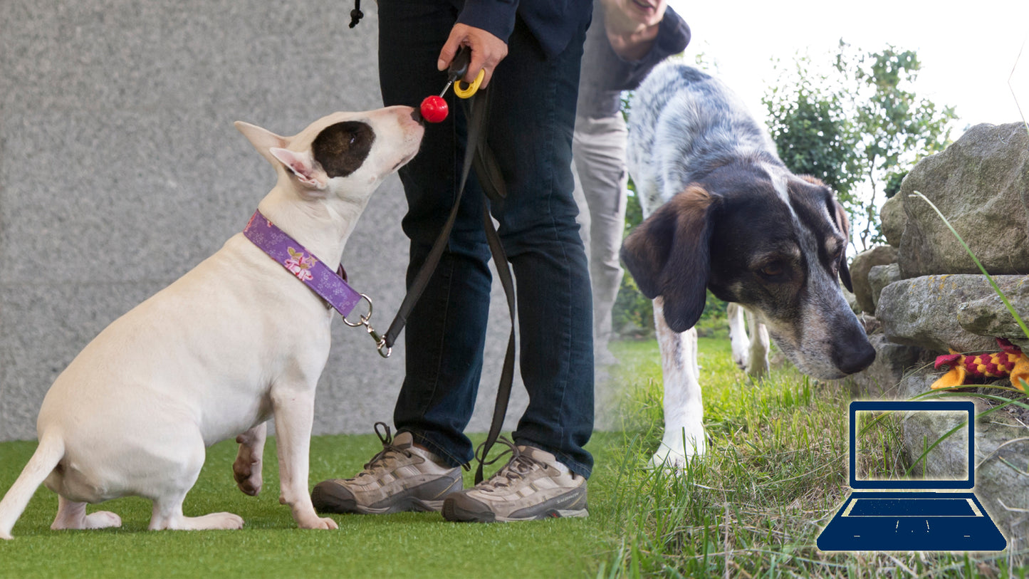 Kreative Beschäftigung für Hunde