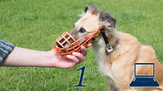 Maulkorb-Training Teil 1