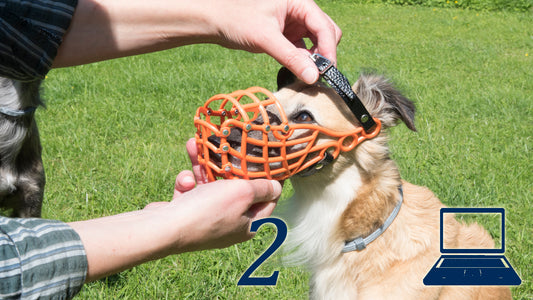 Maulkorb-Training Teil 2