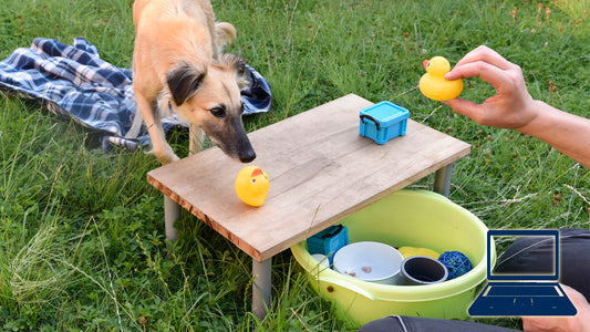 Hunde lernen Konzepte: Vergleichs- & Unterscheidungslernen bei Hunden