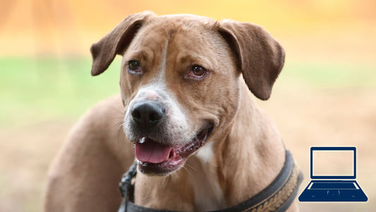 Schilddrüse & Verhalten beim Hund