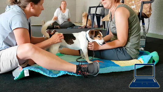 Schmerzen & Verhalten beim Hund