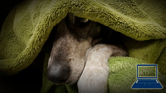 Was tun, wenn's knallt - Ist denn schon wieder Silvester?