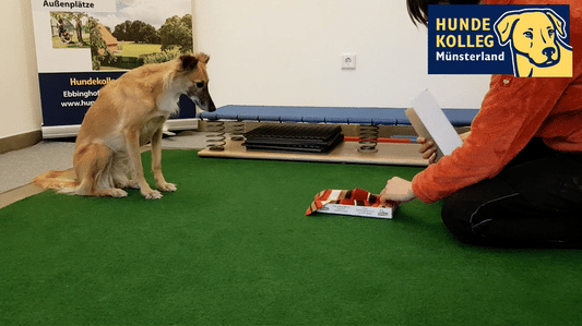 Tricktraining: Keks-Schublade öffne Dich!