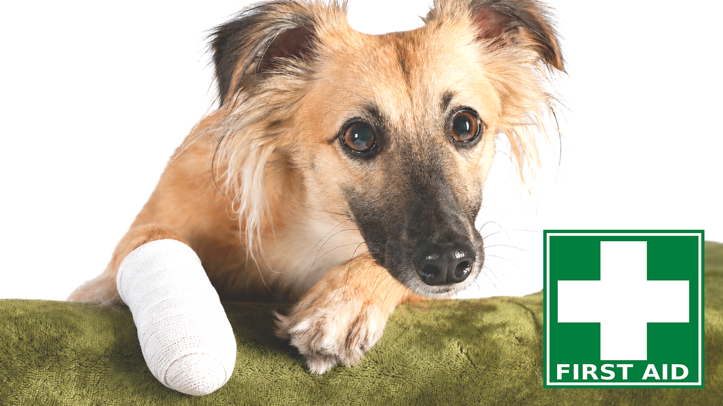 27.08.2026 Abend: Erste Hilfe am Hund