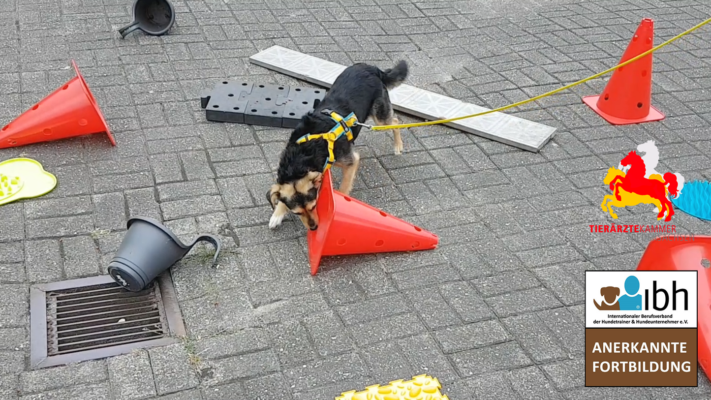 17.+18.10.2026 Mut machen – Unterstützung und Training für Hunde mit Ängsten