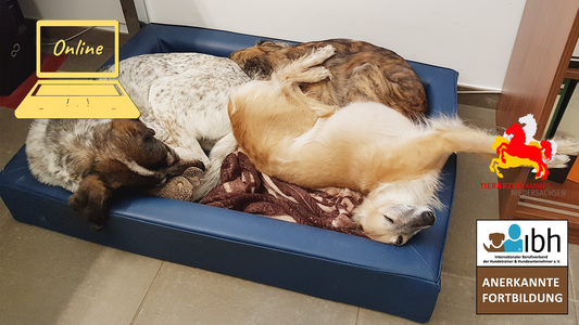 10.12.2025 Webinar: Schlafende Hunde