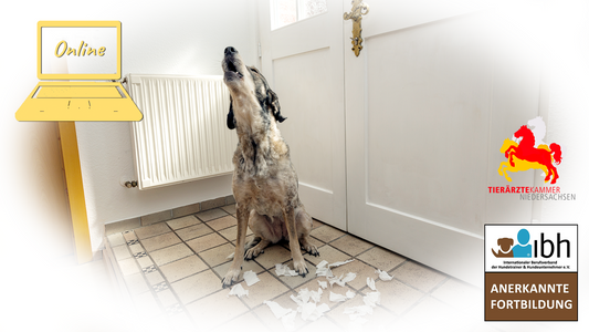 17.10.2025 Webinar: Hunden mit Trennungsstress helfen