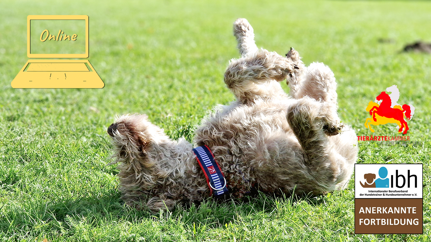 19.02.2026 Webinar: Resilienz bei Hunden