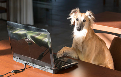 Einzeltraining für Hunde -online-